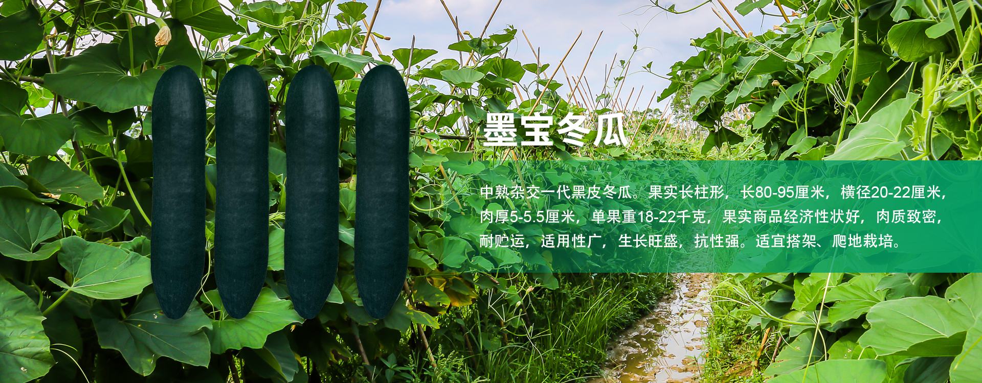 华体会网站